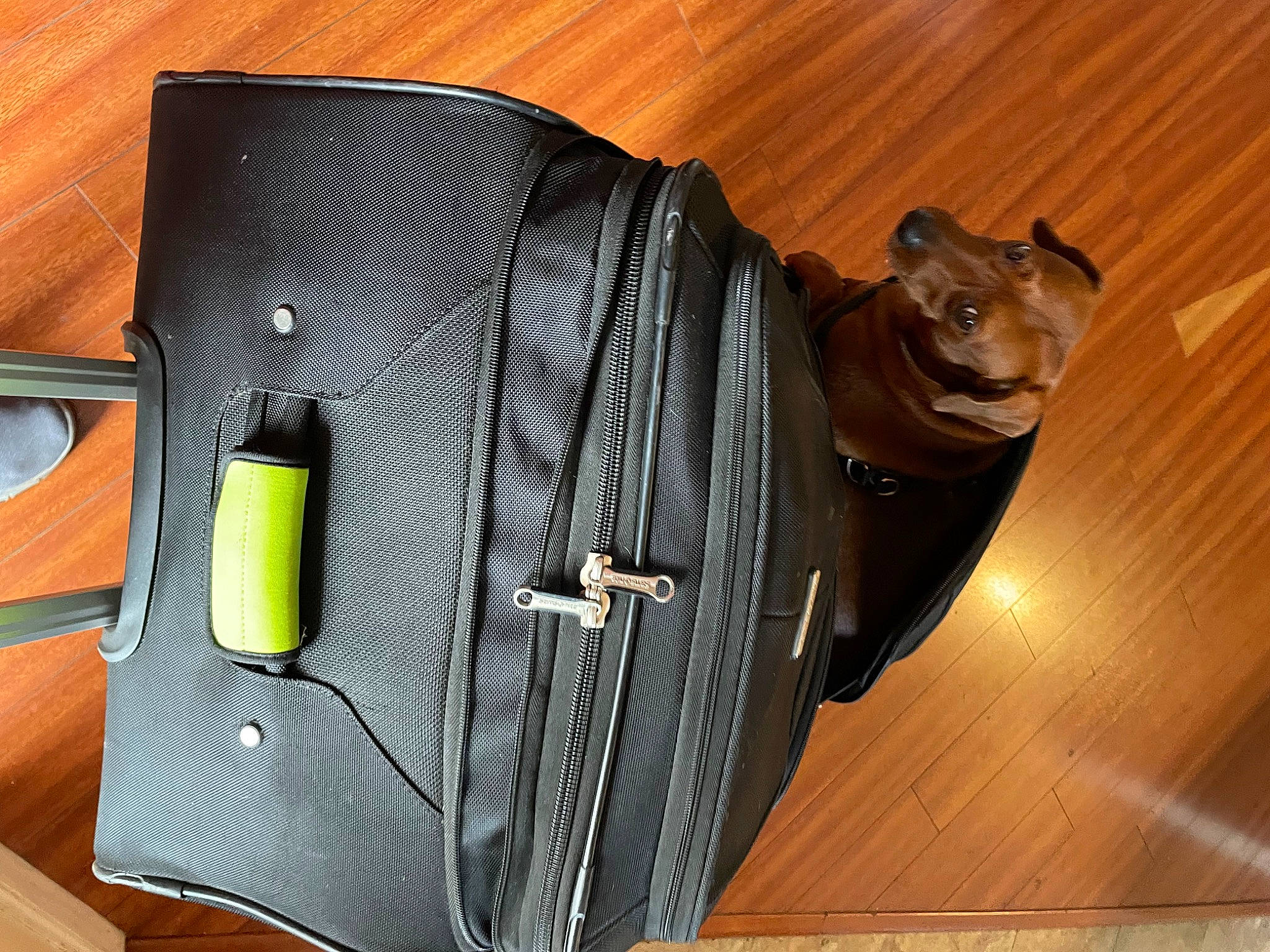 Canela is registered to the contest to win money with this photo: auto_part, bag, baggage, collar, electric_blue, everyday_carry, fashion_accessory, hardwood, leather, luggage_and_bags, metal, musical_instrument_accessory, pocket, shoulder_bag, sleeve, strap, travel, wood, working_animal, zipper
