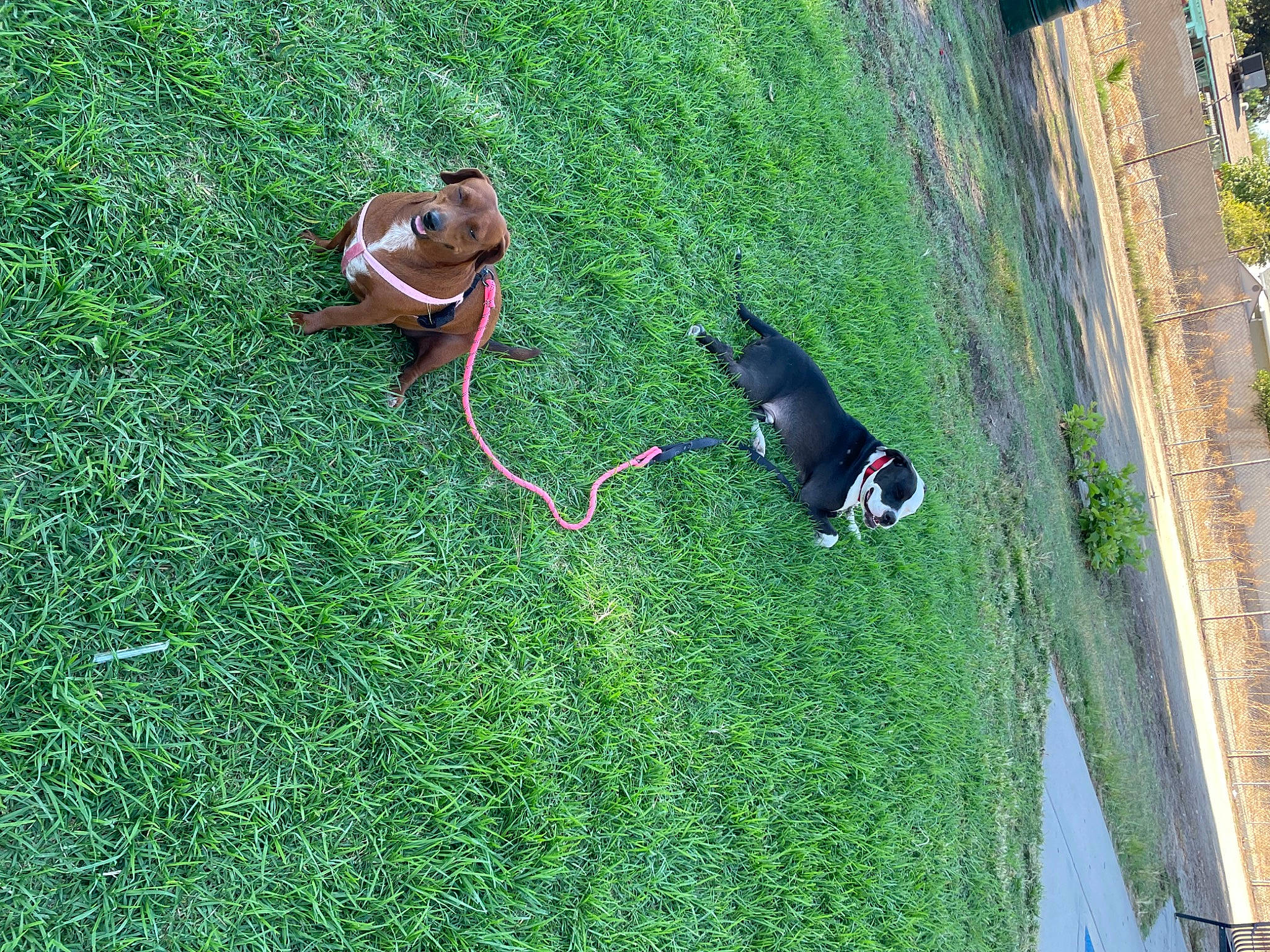 Canela joined the competition — help win amazing prizes! canidae, carnivore, companion_dog, dog, dog_breed, flooring, grass, grass_family, groundcover, landscape, lawn, leisure, pasture, plant, shadow, shrub, slope, sporting_group, tail, tree