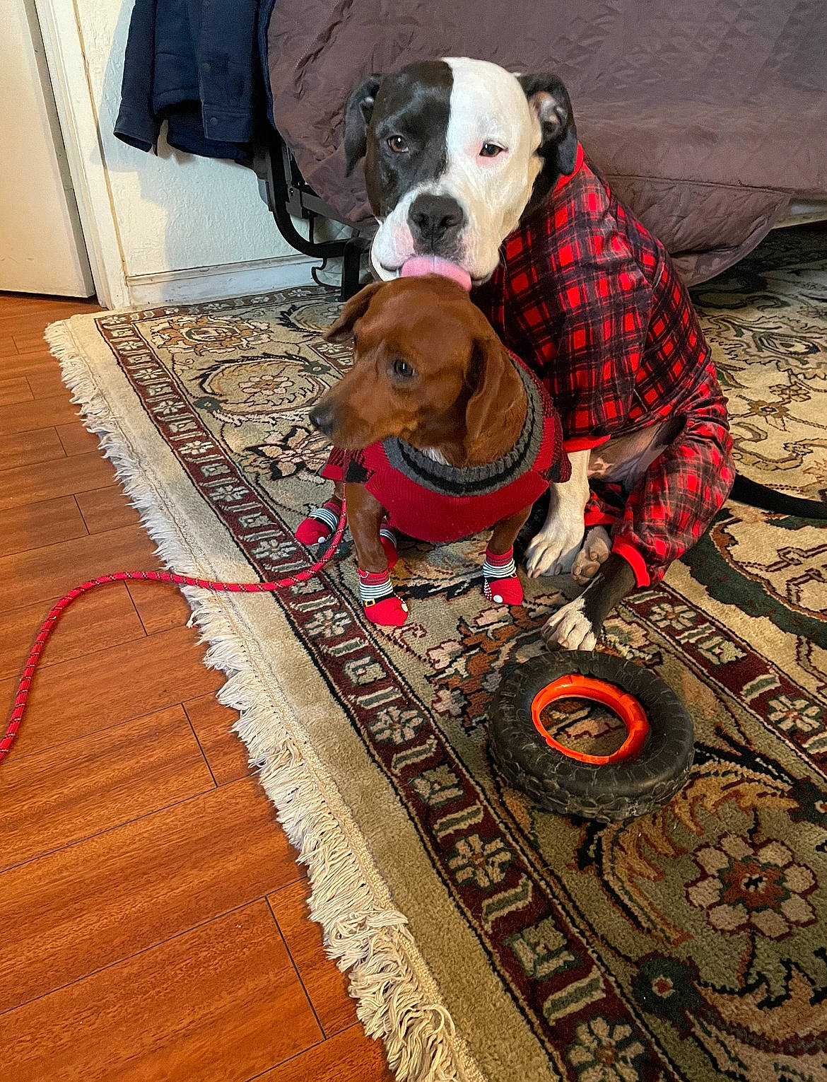 Oreo is registered to the contest to win money with this photo: bag, carnivore, collar, companion_dog, dog, dog_breed, dog_clothes, dog_collar, dog_supply, fawn, floor, flooring, hardwood, leash, pattern, pet_supply, snout, sporting_group, wood, working_animal