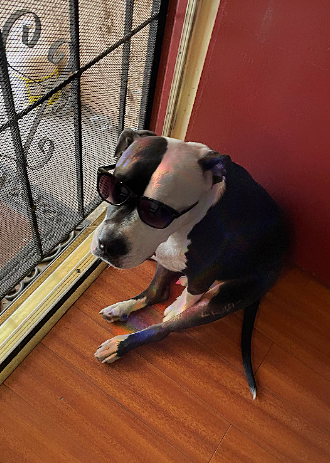 Oreo joined the competition — help win amazing prizes! ball, carnivore, collar, comfort, companion_dog, dog, dog_breed, dog_supply, fawn, fence, floor, flooring, hardwood, laminate_flooring, mesh, pet_supply, snout, sporting_group, wood, working_animal