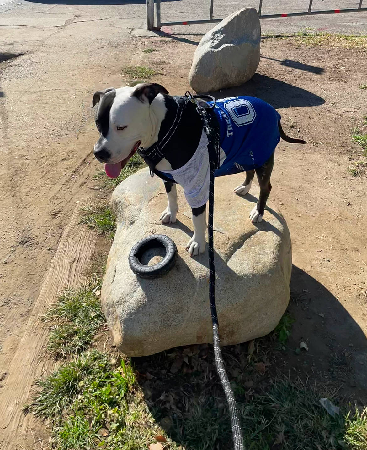 Oreo joined the competition — help win amazing prizes! adventure, canidae, carnivore, chair, collar, companion_dog, dog, dog_breed, dog_collar, dog_supply, electric_blue, fashion_accessory, fawn, grass, leash, pet_supply, plant, recreation, sporting_group, working_animal