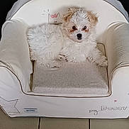 Aïko participe au concours pour gagner de l'argent avec cette photo : puppy, dog, white_fur, small_dog, pet_chair, cushion, indoor, tile_floor, cute, pet, animal, furniture, relaxed, cozy, fluffy, looking_at_camera, adorable, home, comfort, resting