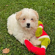 Aïko participe au concours pour gagner de l'argent avec cette photo : puppy, dog, grass, toy, plush_toy, outdoor, cute, fluffy, white_fur, pet, animal, nature, green, playful, young_dog, small_dog, adorable, lawn, relaxed, summer