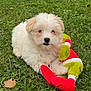 Aïko participe au concours pour gagner de l'argent avec cette photo : puppy, dog, grass, toy, plush_toy, outdoor, cute, fluffy, white_fur, pet, animal, nature, green, playful, young_dog, small_dog, adorable, lawn, relaxed, summer