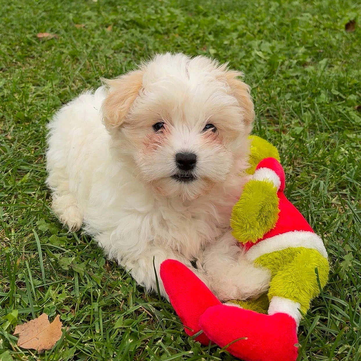 Aïko participe au concours pour gagner de l'argent avec cette photo : adorable, animal, cute, dog, fluffy, grass, green, lawn, nature, outdoor, pet, playful, plush_toy, puppy, relaxed, small_dog, summer, toy, white_fur, young_dog