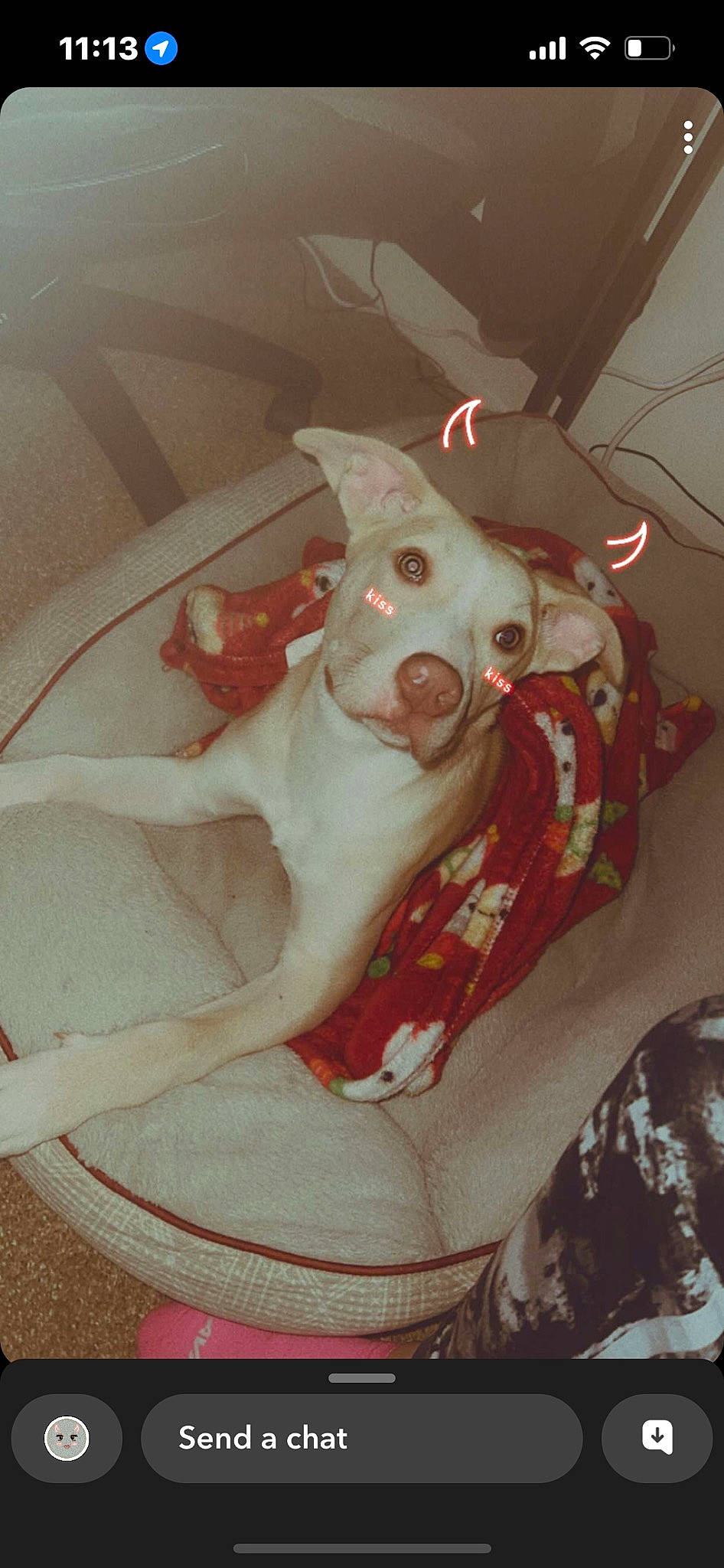 Paisley is registered to the contest to win money with this photo: canidae, carmine, carnivore, comfort, companion_dog, corgi_chihuahua, dog, dog_breed, dog_supply, fawn, felidae, fur, non_sporting_group, small_to_medium_sized_cats, snout, sporting_group, tail, toy_dog, whiskers, working_animal