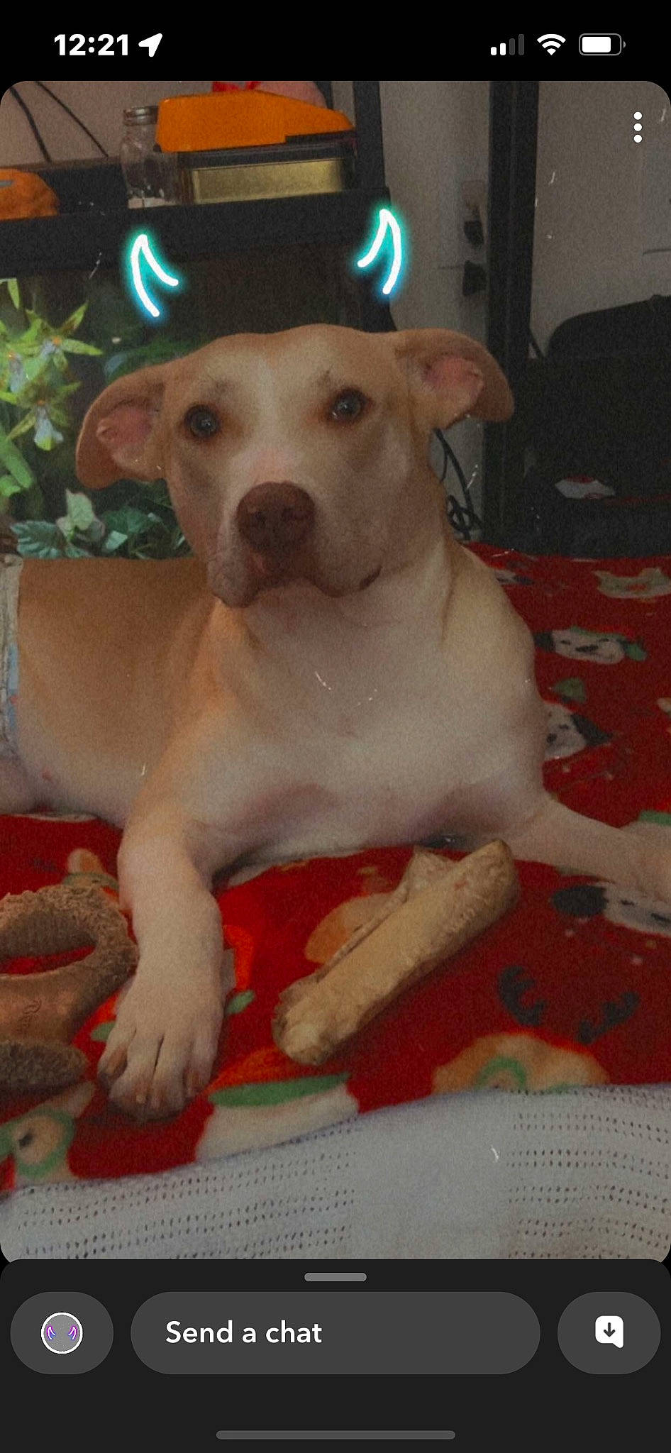 Paisley is registered to the contest to win money with this photo: canidae, carnivore, companion_dog, dog, dog_breed, dog_supply, fawn, houseplant, non_sporting_group, paw, pet_supply, plant, snout, sporting_group, street_dog, tail, terrestrial_animal, toy_dog, whiskers, working_animal