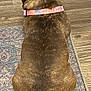 animal, back_view, brindle, brown, canine, collar, companion, dog, domestic_animal, flooring, fur, indoor, patterned_rug, pet, pink_collar, quiet, resting, rug, sitting, wooden_floor