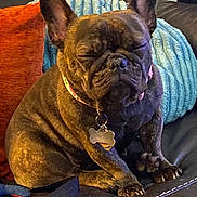Bijoux joined the competition — help win amazing prizes! animal, blanket, brindle, closed_eyes, collar, couch, cute, dog, domestic_animal, french_bulldog, fur, indoor, leather, mammal, pet, pillow, portrait, relaxed, resting, tag