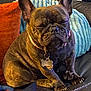 animal, blanket, brindle, closed_eyes, collar, couch, cute, dog, domestic_animal, french_bulldog, fur, indoor, leather, mammal, pet, pillow, portrait, relaxed, resting, tag