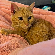 Pumpkin is registered to the contest to win money with this photo: bedding, big_eyes, cat, close_up, cozy, cute, domestic_cat, ears, fur, ginger_cat, indoor, kitten, orange_cat, pet, pink_blanket, portrait, resting, sleepy, soft_texture, whiskers