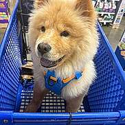 Bear Magsalin joined the competition — help win amazing prizes! animal, blue, chow_chow, close_up, dog, fluffy, golden, happy, harness, indoors, pet, pet_store, petsmart, portrait, puppy, retail, shopping, shopping_cart, smiling, store