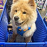 animal, blue, chow_chow, close_up, dog, fluffy, golden, happy, harness, indoors, pet, pet_store, petsmart, portrait, puppy, retail, shopping, shopping_cart, smiling, store