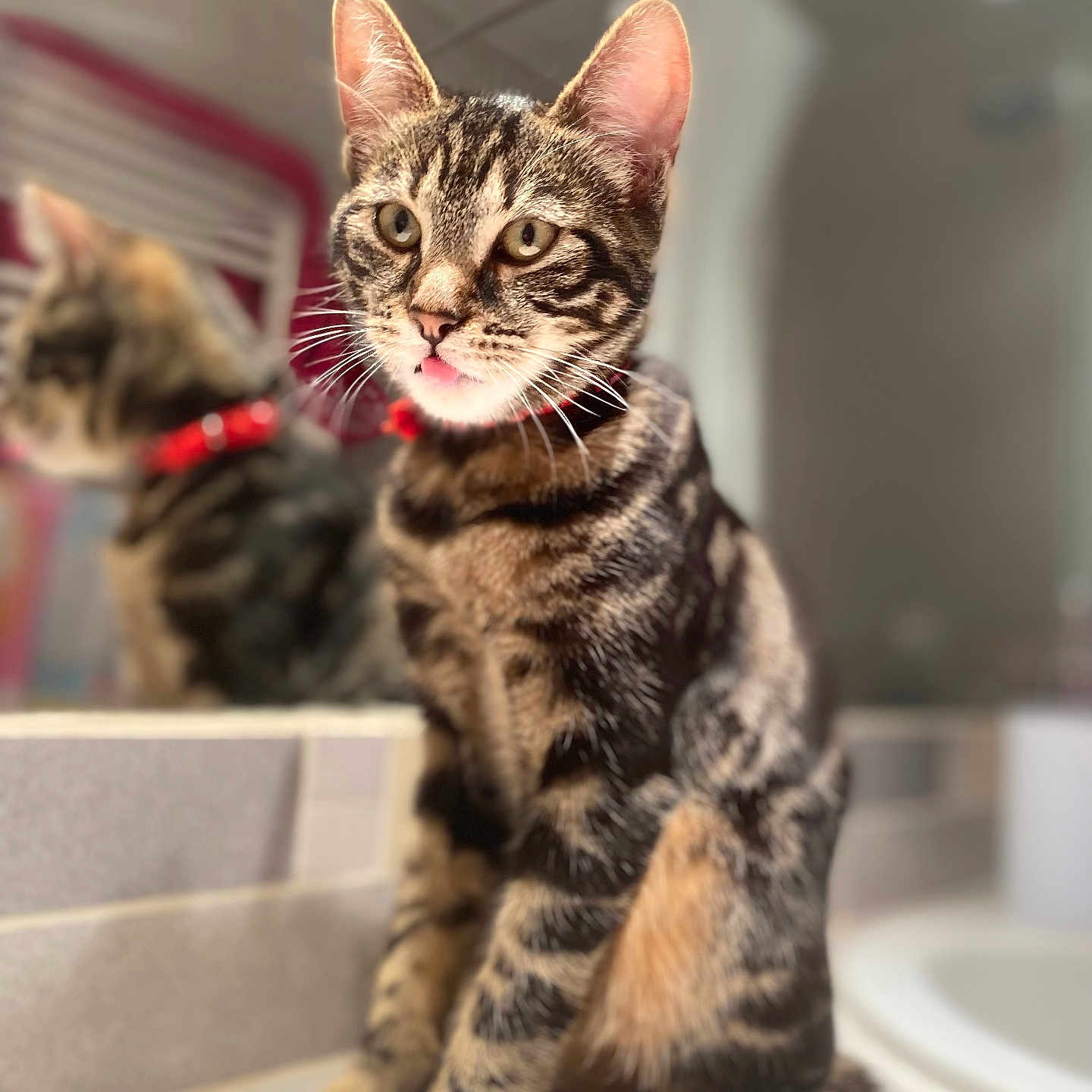 Laska a rejoint le concours — aidez-le/la à gagner de superbes lots ! abyssinian, accessories, animal, bodypart, brush, cat, device, formalwear, indoors, kitten, leash, manx, mouth, ocelot, person, pet, sink, teeth, tongue, tool