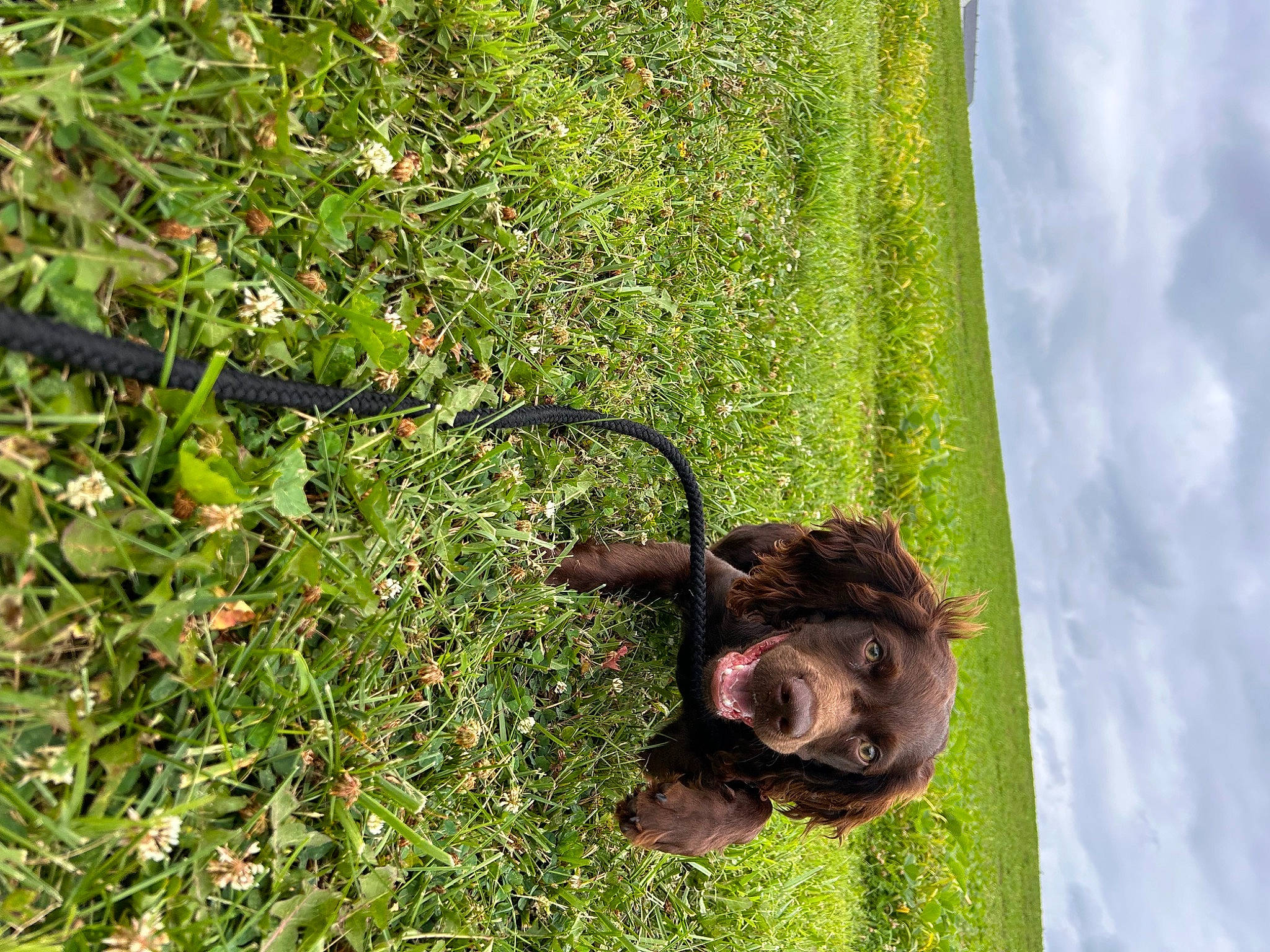 Cash joined the competition — help win amazing prizes! carnivore, cloud, dog, dog_breed, fawn, grass, grass_family, grassland, groundcover, leaf, liver, pasture, people_in_nature, plant, shrub, sky, sporting_group, terrestrial_animal, tree, working_animal