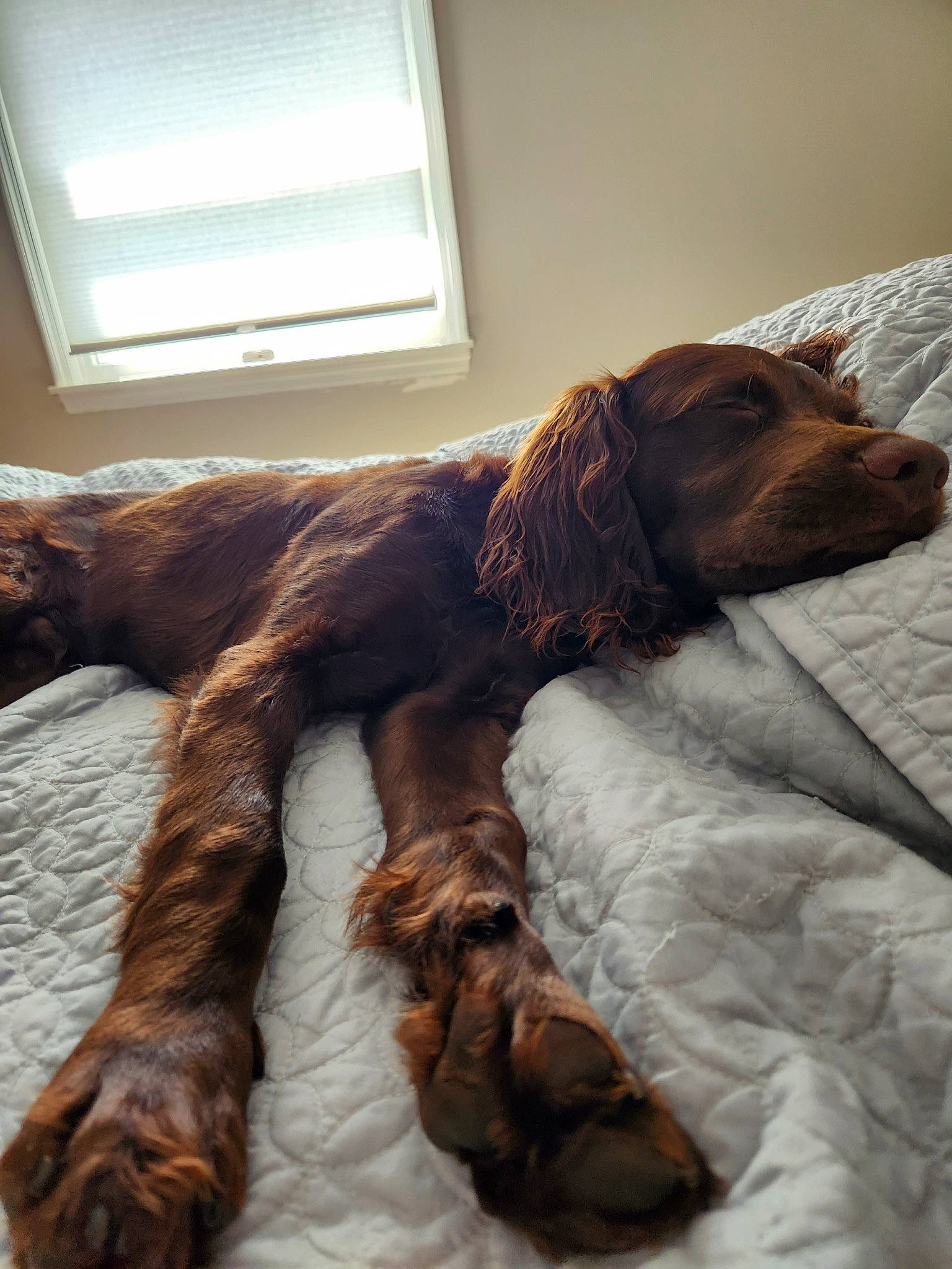 Cash is registered to the contest to win money with this photo: bed, brown, canidae, carnivore, comfort, companion_dog, dog, dog_breed, duvet, fawn, fur, hardwood, linens, liver, sporting_group, tail, window, window_blind, wood, working_animal