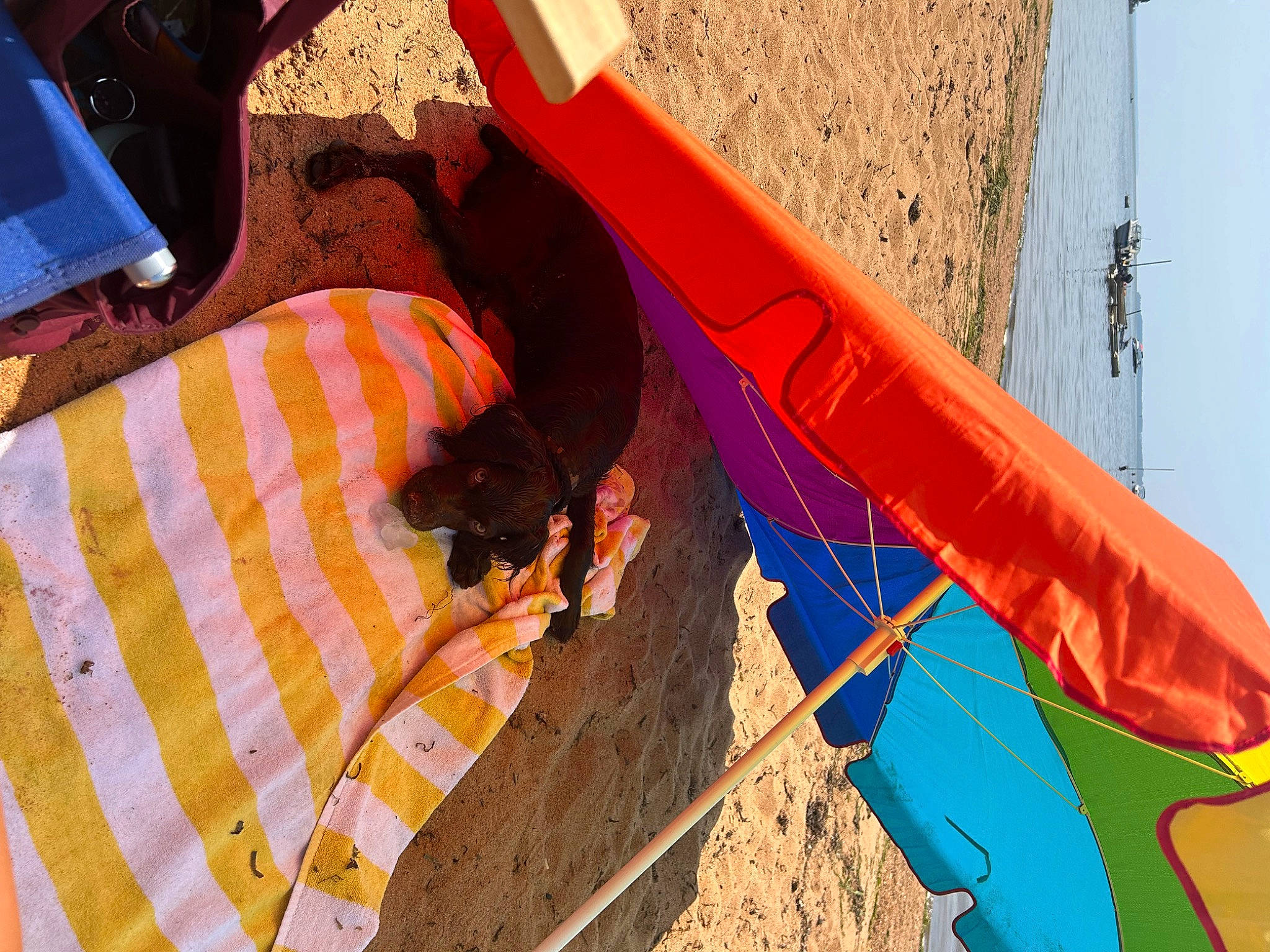 Cash is registered to the contest to win money with this photo: boats_and_boating_equipment_and_supplies, chute, electric_blue, fun, grass, human_leg, leisure, magenta, orange, outdoor_play_equipment, playground_slide, recreation, sand, shade, soil, swing, tints_and_shades, tree, wind, wood