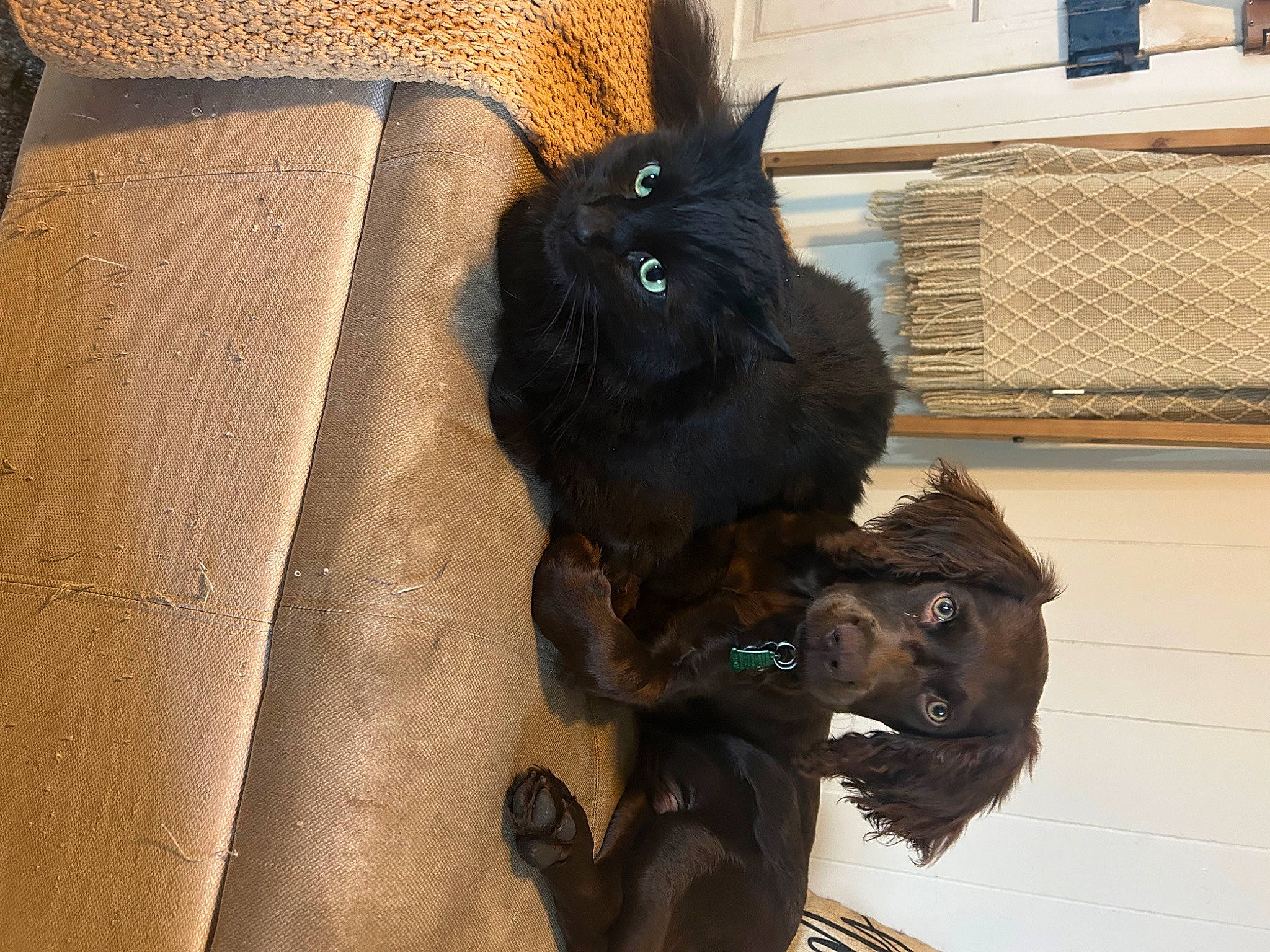 Cash is registered to the contest to win money with this photo: canidae, carnivore, companion_dog, dog_breed, fawn, fur, liver, natural_material, sculpture, snout, sporting_group, tail, terrestrial_animal, whiskers, window, working_animal