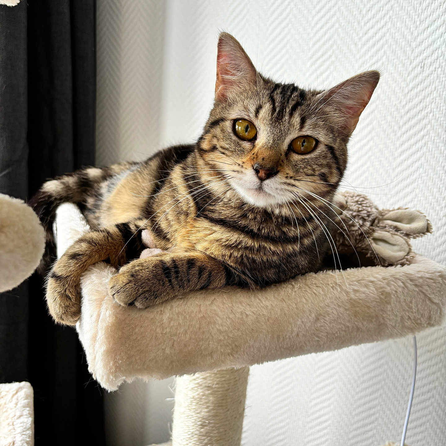 June participe au concours pour gagner de l'argent avec cette photo : abyssinian, angora, animal, armchair, cat, chair, couch, cushion, egyptiancat, furniture, homedecor, kitten, manx, pet, plush, toy