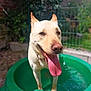 Sunny a rejoint le concours — aidez-le/la à gagner de superbes lots ! dog, tongue_out, green_pool, outdoor, sunny, pet, canine, garden, fence, water, summer, happy, animal, playful, nature, daylight, friendly, mammal, domestic_animal, tongue