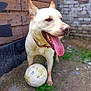dog, tongue, soccer_ball, outdoor, grass, wooden_wall, brick_wall, pet, animal, playful, collar, canine, happy, fur, muzzle, ears, ground, yard, nature, smiling