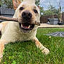 Sunny a rejoint le concours — aidez-le/la à gagner de superbes lots ! dog, stick, grass, outdoor, pet, animal, canine, happy, playful, nature, lawn, closeup, mouth, nose, ears, summer, daytime, garden, background, relaxed