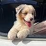 Blue participe au concours pour gagner de l'argent avec cette photo : puppy, dog, canine, fluffy, white_fur, brown_fur, blue_eyes, pink_tongue, open_mouth, happy, cute, car, vehicle, car_window, interior, road_trip, sunlight, portrait, sitting, outdoor