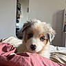 puppy, dog, fluffy, white_fur, brown_fur, pet, animal, bed, blanket, pink_blanket, bedroom, indoor, portrait, closeup, looking_at_camera, cute, sleeping_area, mirror, sunlight, cozy