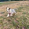 Blue participe au concours pour gagner de l'argent avec cette photo : puppy, dog, running, outdoor, meadow, grass, flowers, wildflowers, pink_harness, leash, white_fur, spotted_fur, floppy_ears, tail, playful, energetic, nature, field, blurred_background, pet