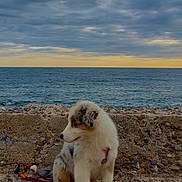 Blue participe au concours pour gagner de l'argent avec cette photo : puppy, dog, animal, fluffy, white_fur, brown_fur, sitting, seaside, beach, ocean, shoreline, rocky_ground, cloudy_sky, sunset, water, leash, collar, outdoors, coastal, portrait