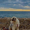 puppy, dog, animal, fluffy, white_fur, brown_fur, sitting, seaside, beach, ocean, shoreline, rocky_ground, cloudy_sky, sunset, water, leash, collar, outdoors, coastal, portrait