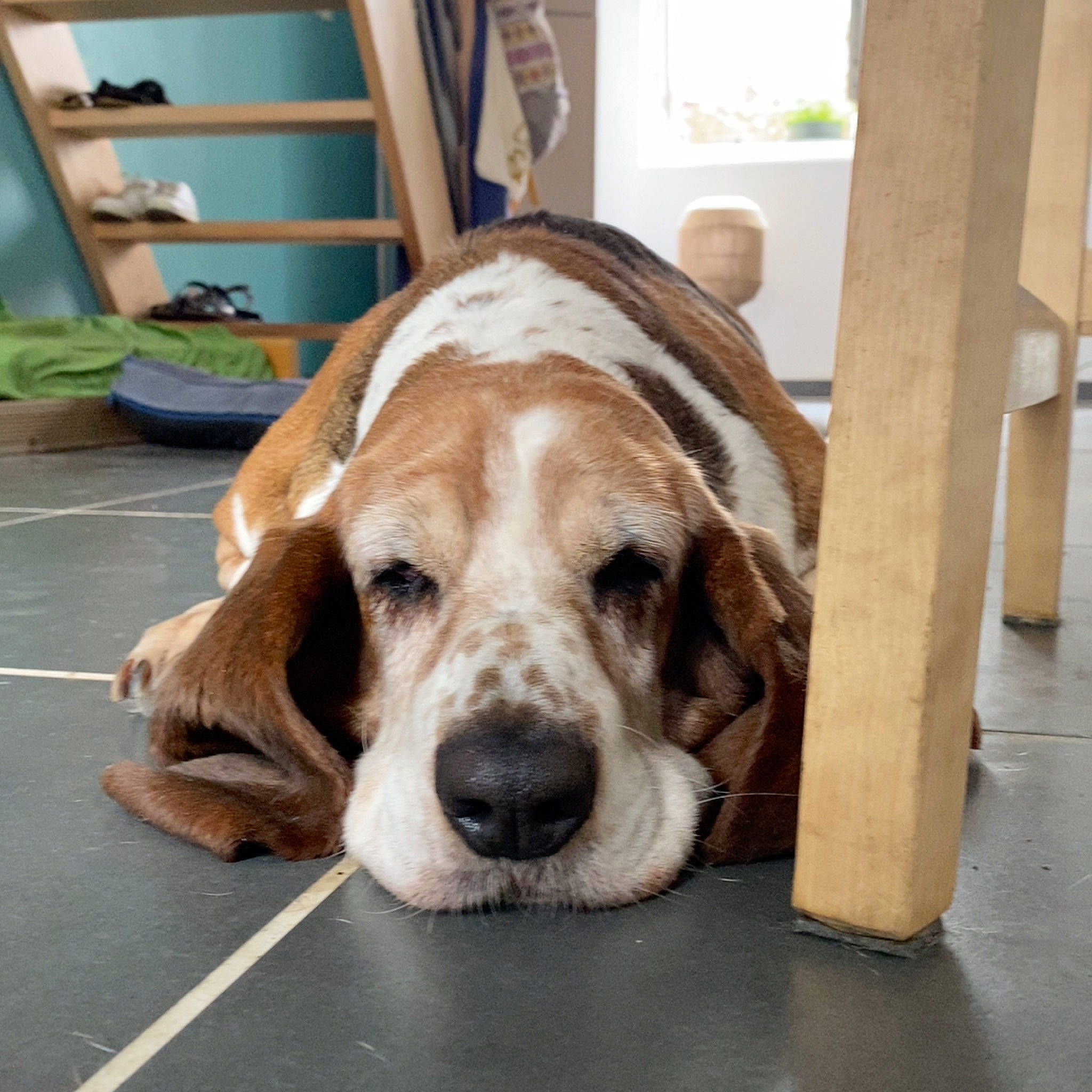 Havane a rejoint le concours — aidez-le/la à gagner de superbes lots ! bored, canidae, carnivore, comfort, companion_dog, dog, dog_breed, fawn, floor, flooring, fur, hardwood, liver, paw, picture_frame, scent_hound, snout, sporting_group, wood, working_animal