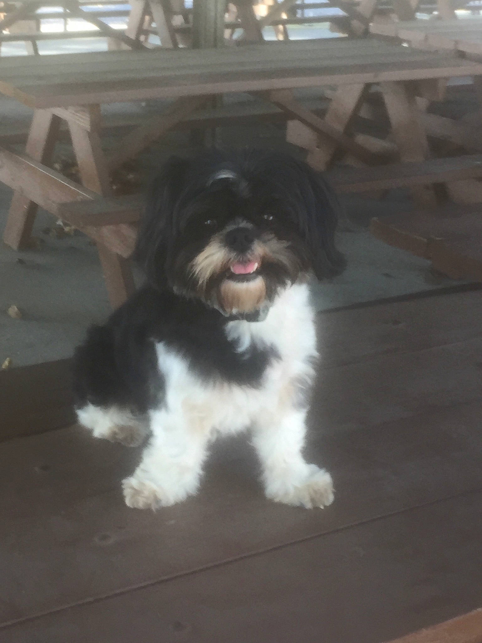 Charlie Brown joined the competition — help win amazing prizes! canidae, carnivore, companion_dog, dog, dog_breed, floor, flooring, fur, hardwood, liver, mal_shi, shih_tzu, small_terrier, snout, sporting_group, tail, terrier, toy_dog, working_animal, working_dog