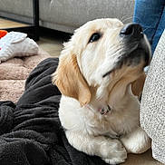Kiwi participe au concours pour gagner de l'argent avec cette photo : puppy, golden_retriever, dog, pet, blanket, sofa, couch, living_room, wood_floor, toy, jeans, paw, nose, fur, collar, cozy, indoor, cushion, bed, adorable
