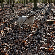 Kiwi participe au concours pour gagner de l'argent avec cette photo : autumn, bark, dog, fallen_leaves, forest, golden_retriever, happy, nature, outdoor, pet, playful, puppy, running, shadow, stick, stump, sunlight, tree, tree_trunk, woodland