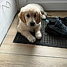 Kiwi a rejoint le concours — aidez-le/la à gagner de superbes lots ! black_nose, closeup, cozy, cute, dog, door, doormat, eyes, face, fur, golden_retriever, indoor, looking_at_camera, mat, paws, pet, puppy, shoes, sitting, wooden_floor