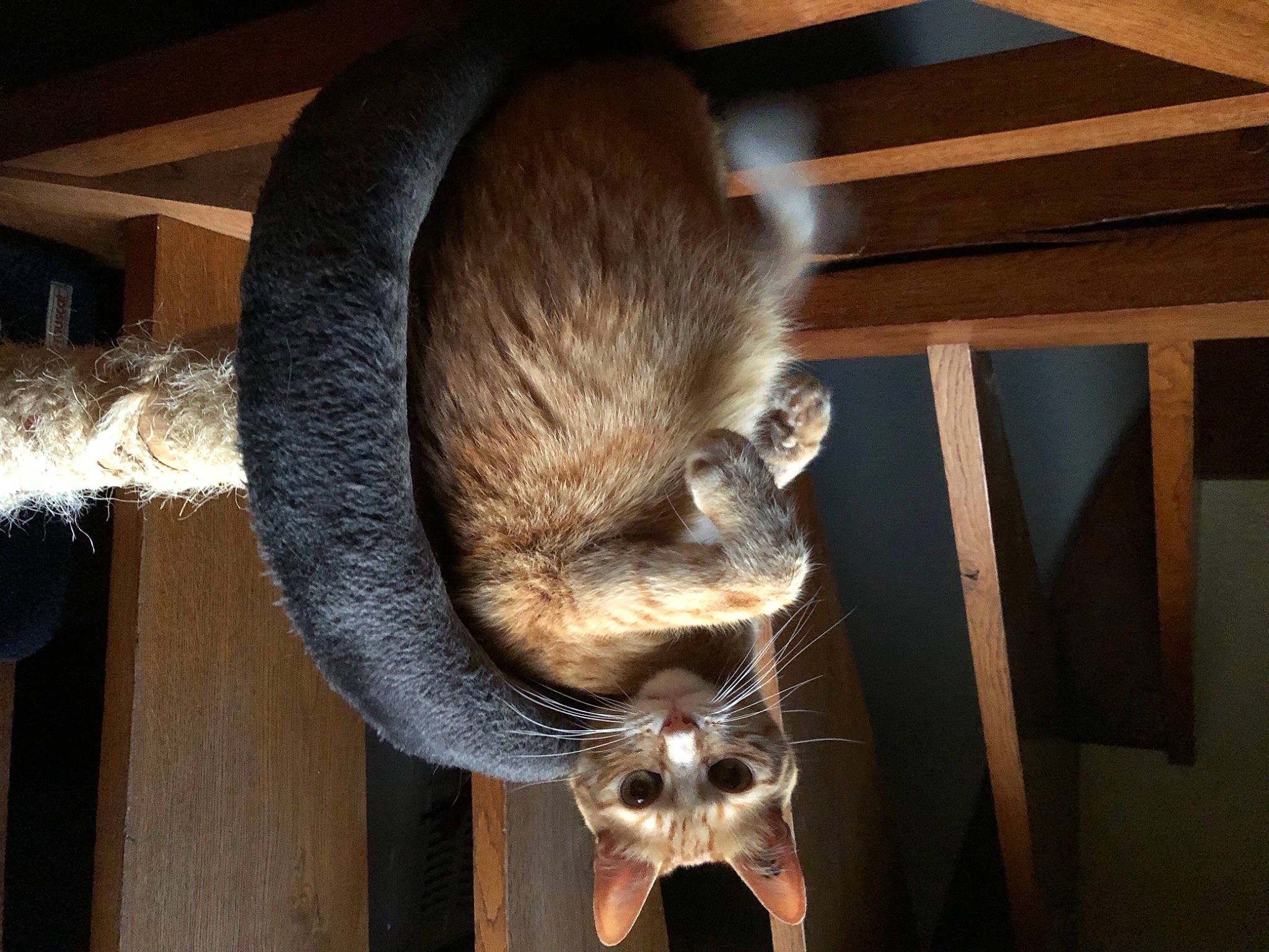 Ice Tea participe au concours pour gagner de l'argent avec cette photo : carnivore, cat, fawn, felidae, fur, lumber, pet_supply, small_to_medium_sized_cats, snout, terrestrial_animal, vertebrate, whiskers, wood_stain