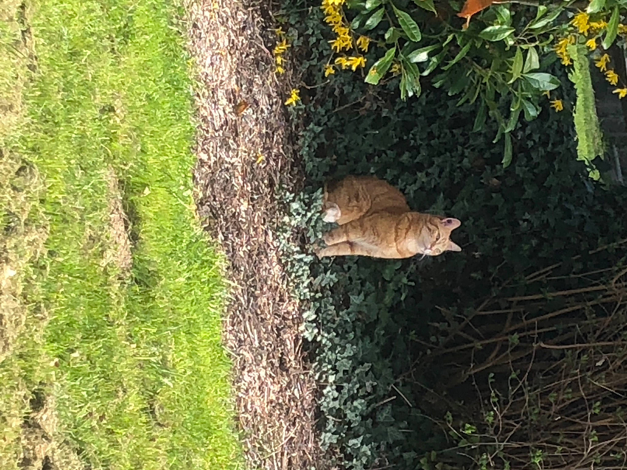 Ice Tea a rejoint le concours — aidez-le/la à gagner de superbes lots ! carnivore, cat, chausie, domestic_short_haired_cat, fawn, felidae, field, fur, grass, grass_family, groundcover, organism, shrub, small_to_medium_sized_cats, tabby_cat, tail, terrestrial_animal, whiskers, wild_cat