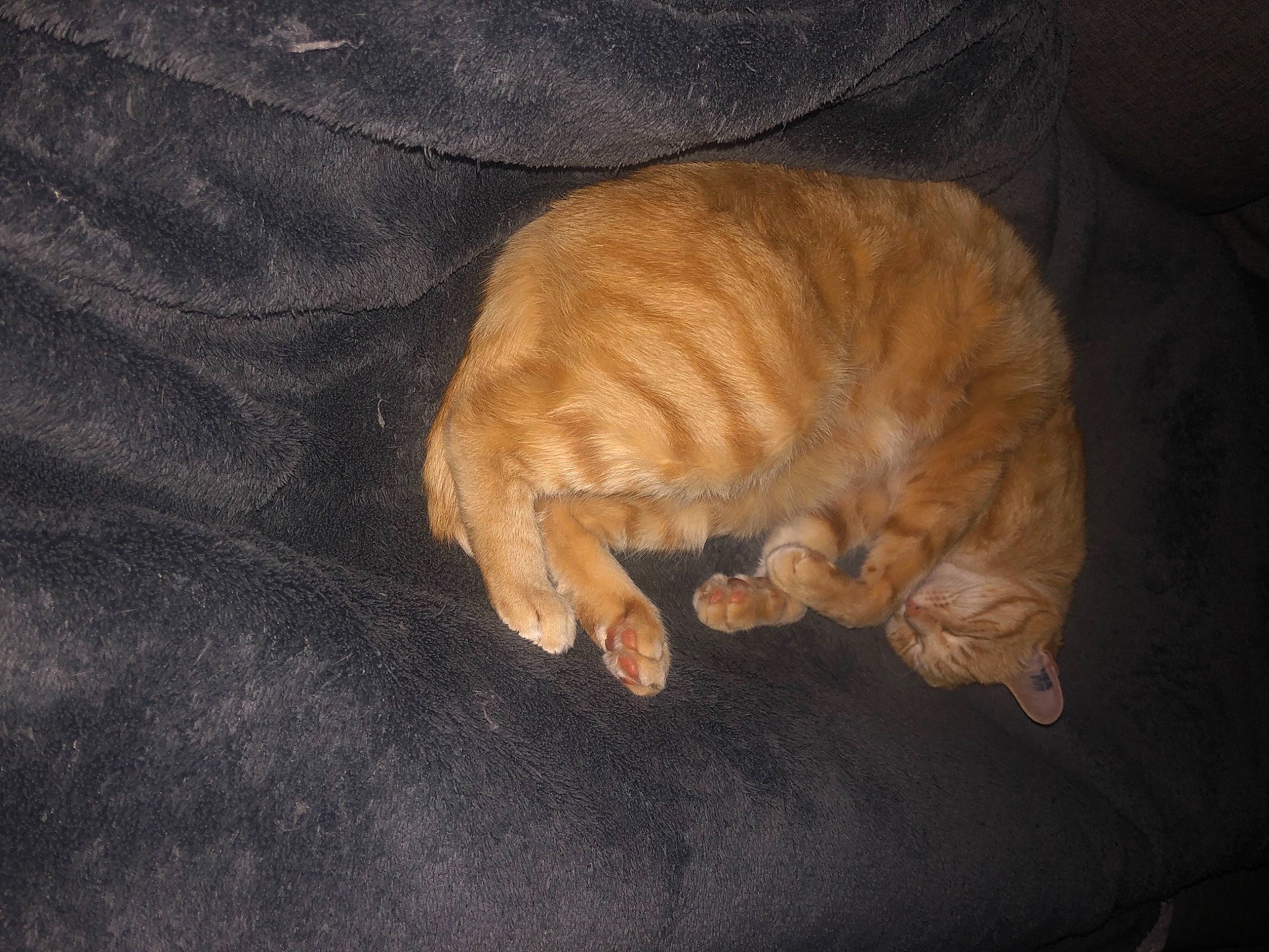 Ice Tea a rejoint le concours — aidez-le/la à gagner de superbes lots ! carnivore, cat, cat_supply, comfort, fawn, felidae, fur, liver, paw, sleep, small_to_medium_sized_cats, tail, terrestrial_animal, whiskers