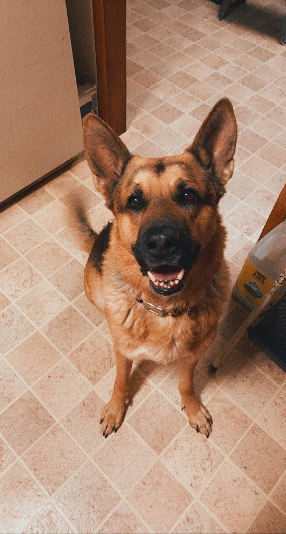 Tike is registered to the contest to win money with this photo: canidae, carnivore, collar, companion_dog, dog, dog_breed, door, eye, fawn, flooring, fur, german_shepherd_dog, herding_dog, jaw, snout, sporting_group, tail, whiskers, working_animal, working_dog