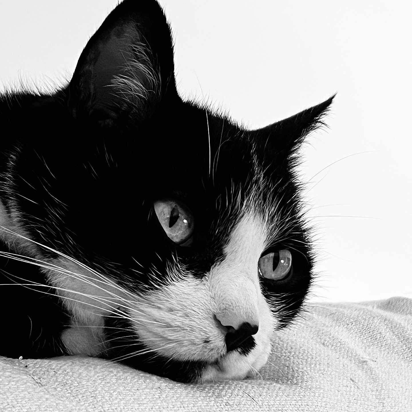 Inès participe au concours pour gagner de l'argent avec cette photo : animal, black_and_white, calm, cat, close_up, cute, domestic_cat, eyes, fabric, face, fur, indoor, muzzle, pet, portrait, resting, soft_light, texture, tuxedo_cat, whiskers
