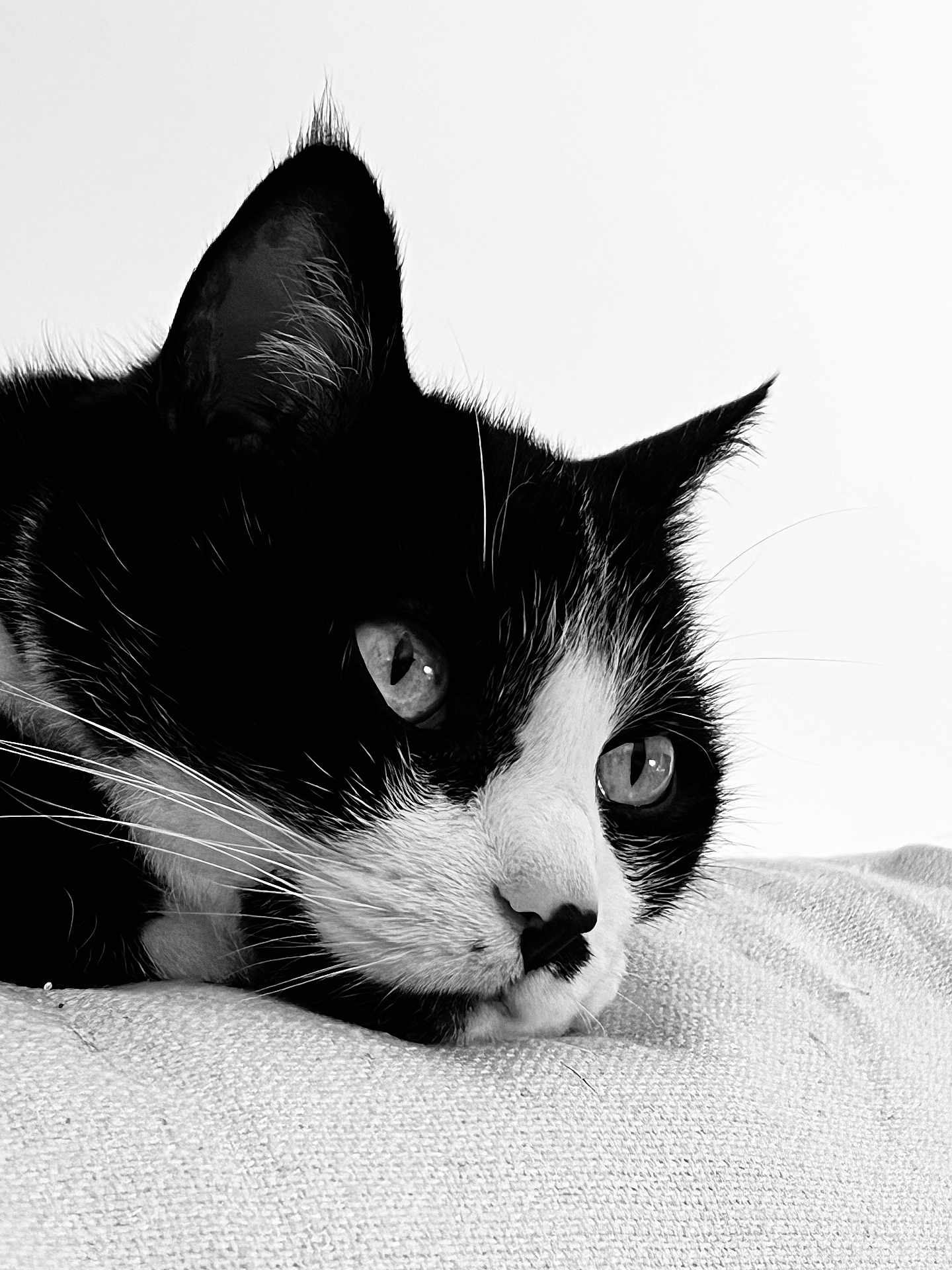 Inès participe au concours pour gagner de l'argent avec cette photo : cat, black_and_white, close_up, tuxedo_cat, whiskers, fur, pet, animal, face, portrait, resting, texture, fabric, indoor, cute, eyes, muzzle, soft_light, calm, domestic_cat