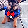 animal, ball, canine, clothing, dog, face, football, head, person, pet, puppy, soccer, soccerball, sport, tennis, tennisball, terrier, text, toy, vest