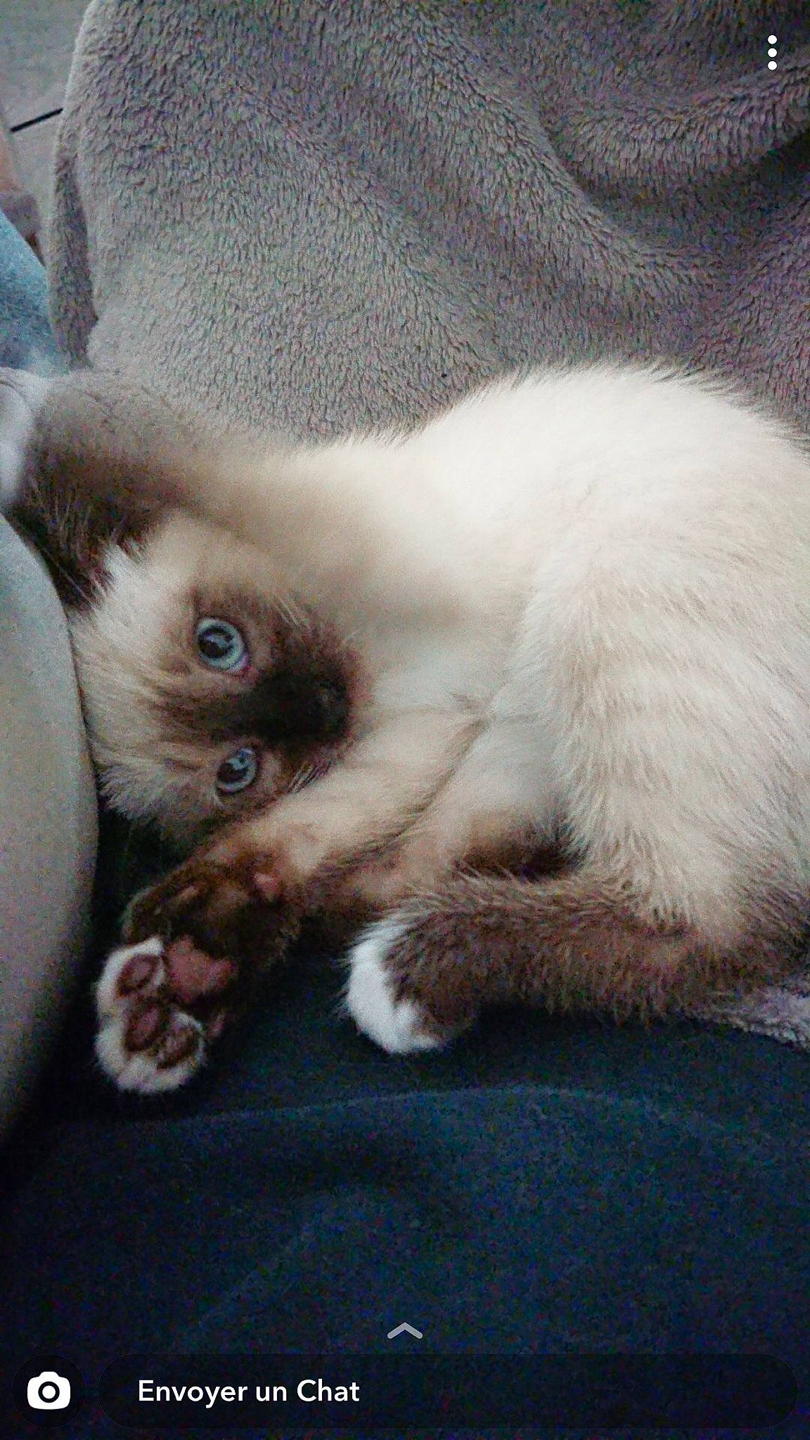 Pepito a rejoint le concours — aidez-le/la à gagner de superbes lots ! balinese, birman, carnivore, cat, fawn, felidae, himalayan, javanese, kitten, mammal, ragdoll, siamese, small_to_medium_sized_cats, snowshoe, thai, tonkinese, whiskers