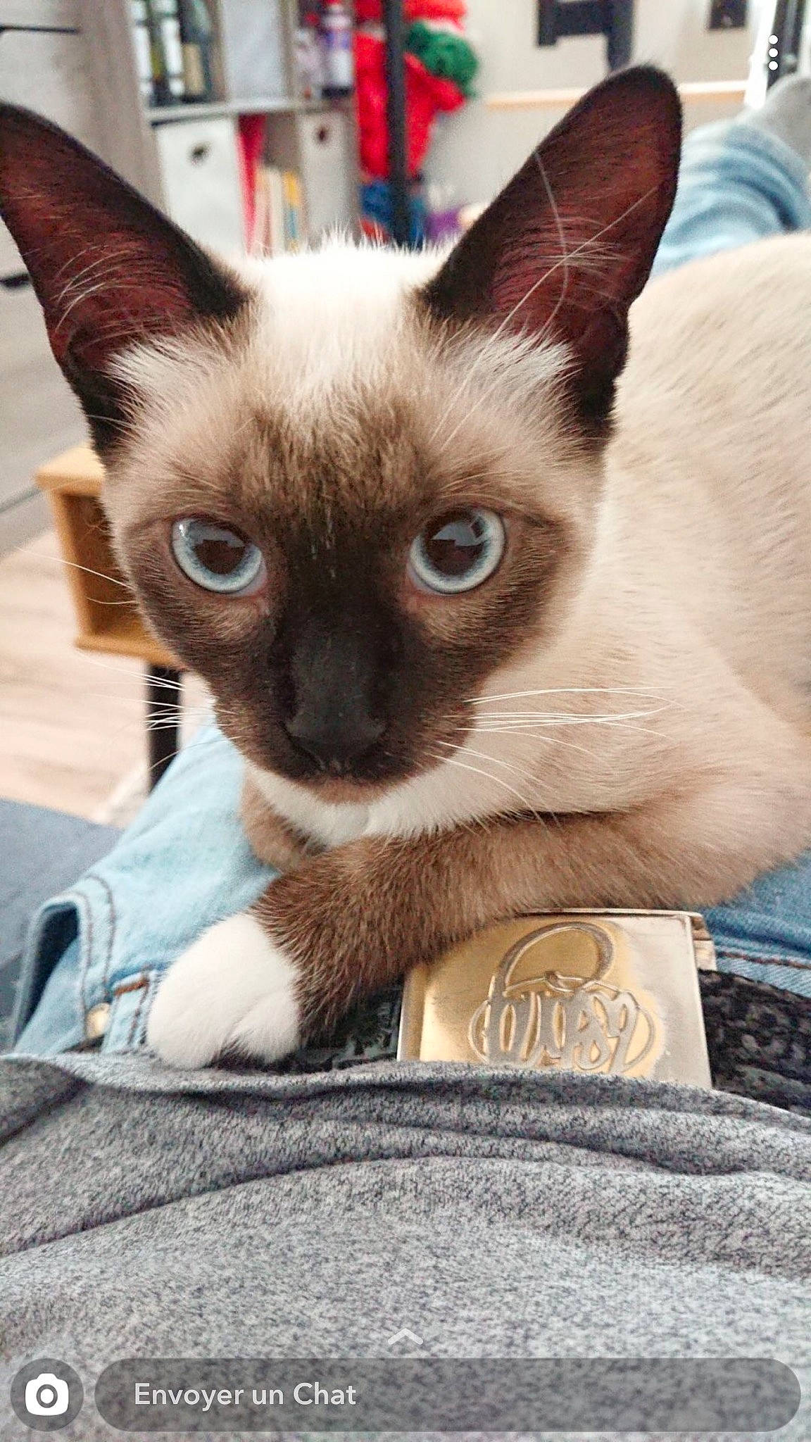 Pepito participe au concours pour gagner de l'argent avec cette photo : asian, balinese, carnivore, cat, colorpoint_shorthair, cornish_rex, fawn, felidae, german_rex, javanese, kitten, mammal, oriental_shorthair, siamese, small_to_medium_sized_cats, snout, thai, tonkinese, vertebrate, whiskers