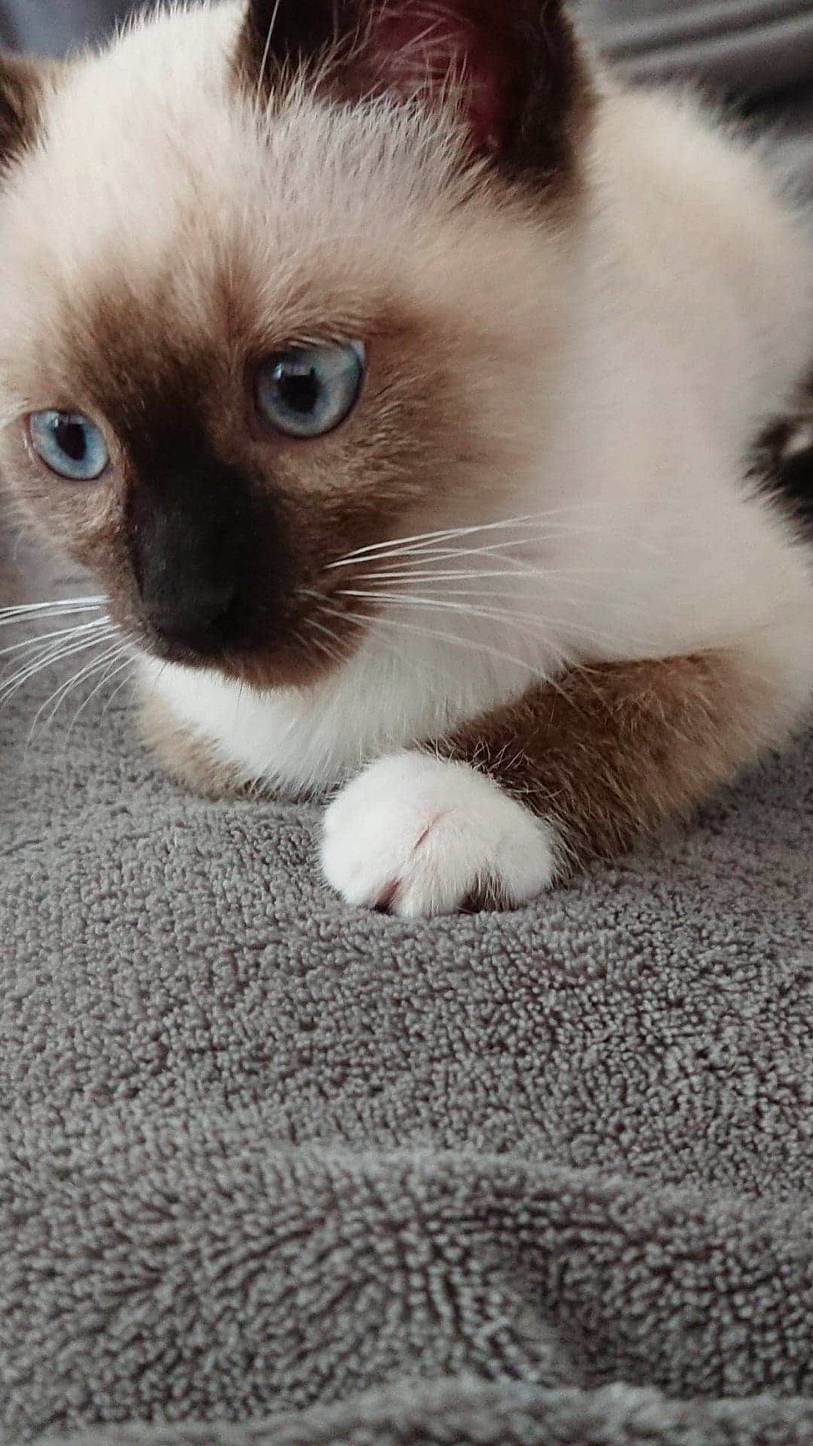Pepito participe au concours pour gagner de l'argent avec cette photo : balinese, birman, carnivore, cat, colorpoint_shorthair, eye, felidae, kitten, mammal, nose, ragdoll, siamese, skin, small_to_medium_sized_cats, snout, snowshoe, thai, tonkinese, vertebrate, whiskers
