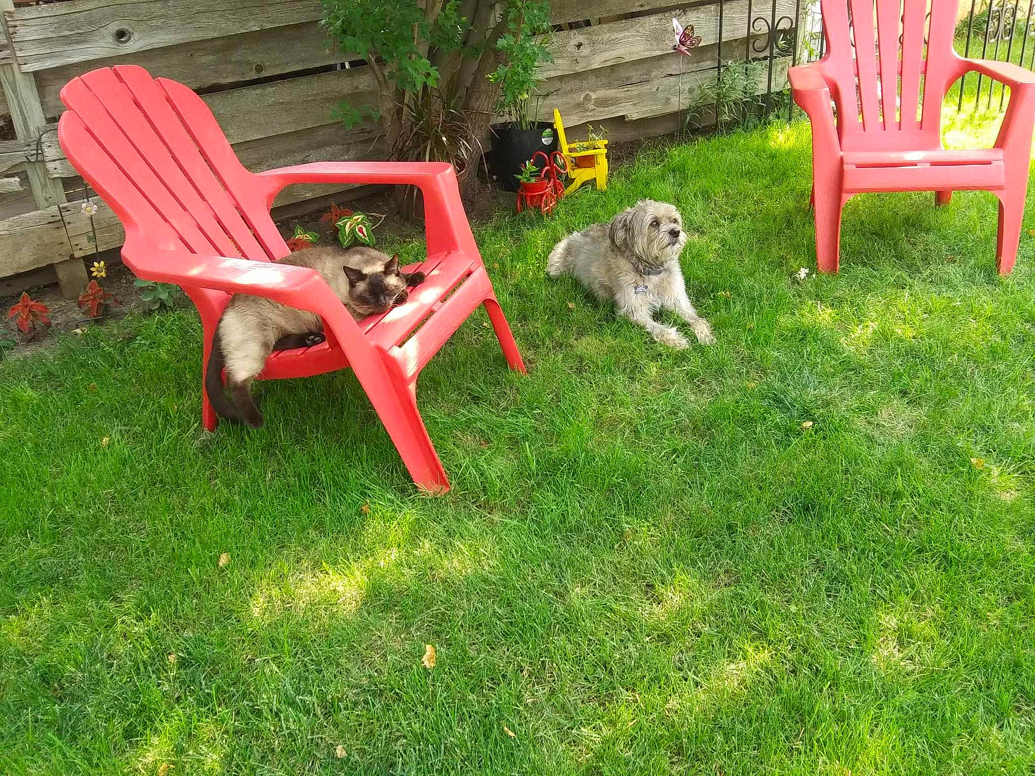 Bentley joined the competition — help win amazing prizes! armrest, carnivore, chair, companion_dog, dog, dog_breed, fawn, furniture, garden, grass, groundcover, landscape, lawn, leisure, outdoor_furniture, outdoor_table, plant, shrub, vertebrate, wood