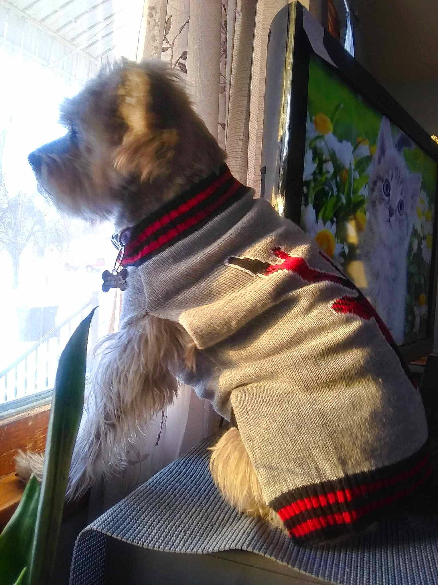 Bentley is registered to the contest to win money with this photo: art, carnivore, collar, companion_dog, dog, dog_breed, dog_clothes, dog_collar, dog_supply, door, fawn, fur, leash, pet_supply, plant, snout, sporting_group, whiskers, window, working_animal