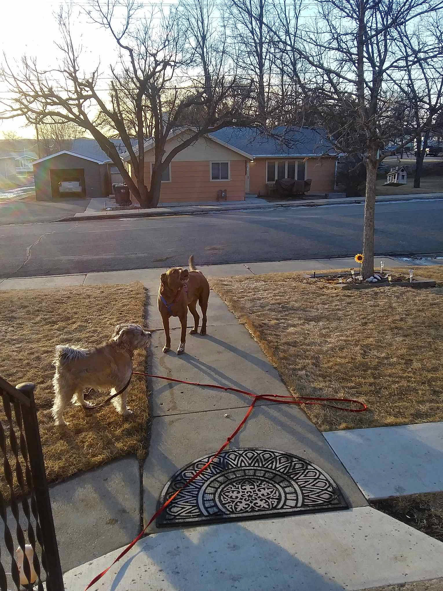 Bentley is registered to the contest to win money with this photo: asphalt, building, carnivore, dog, dog_breed, door, fawn, house, landscape, plant, road, road_surface, shade, sidewalk, sky, tints_and_shades, tree, window, wood, working_animal