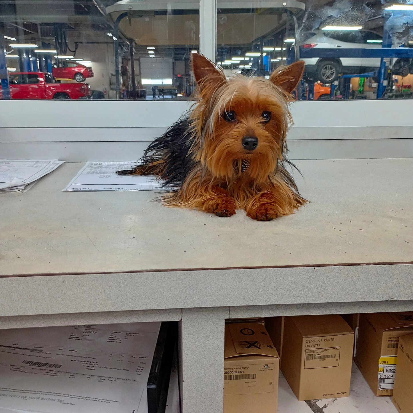 Toto is registered to the contest to win money with this photo: animal, architecture, box, building, canine, car, dog, factory, furniture, machine, person, pet, plywood, shelf, table, terrier, transportation, vehicle, wheel, wood